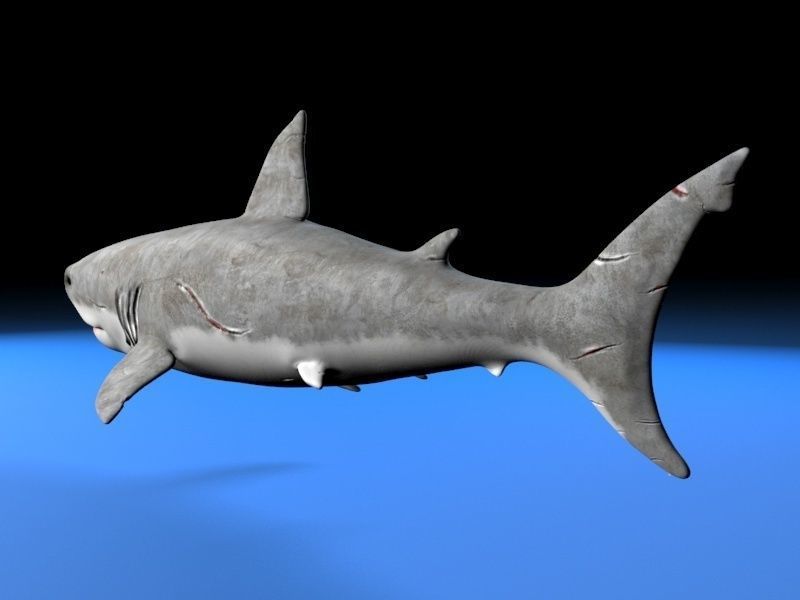 Great white shark  Low-poly 3D model_1