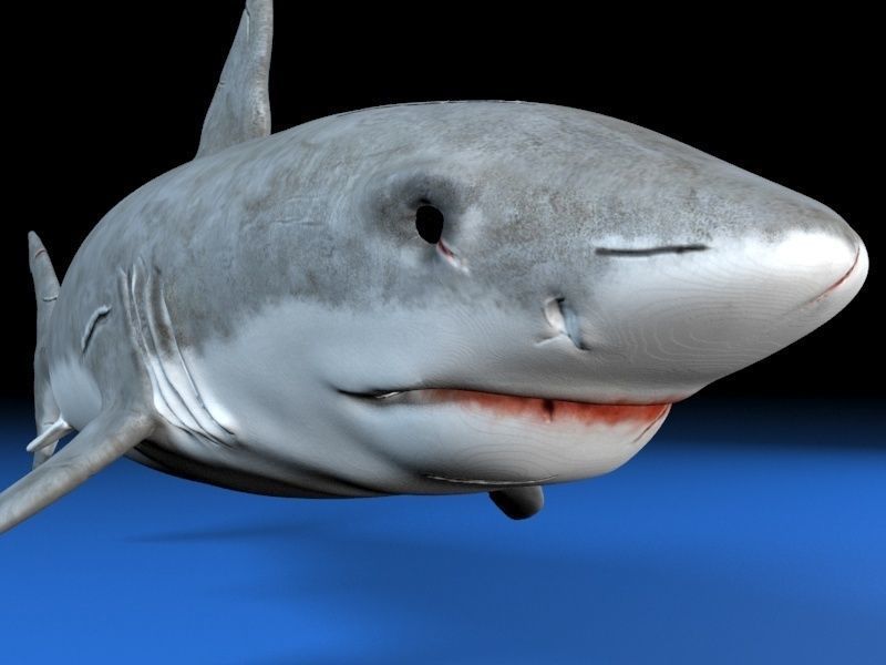 Great white shark  Low-poly 3D model_6