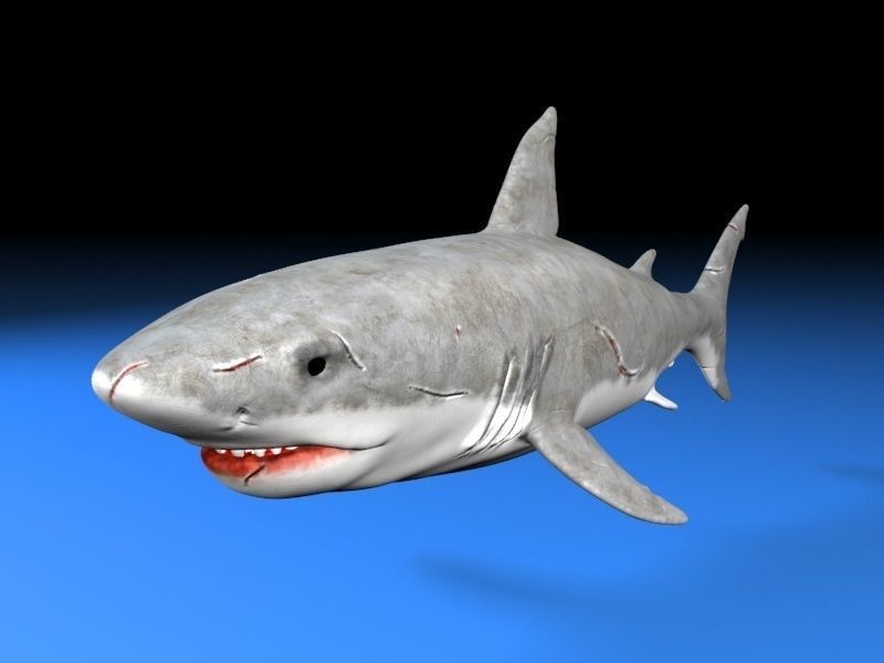 Great white shark  Low-poly 3D model_3