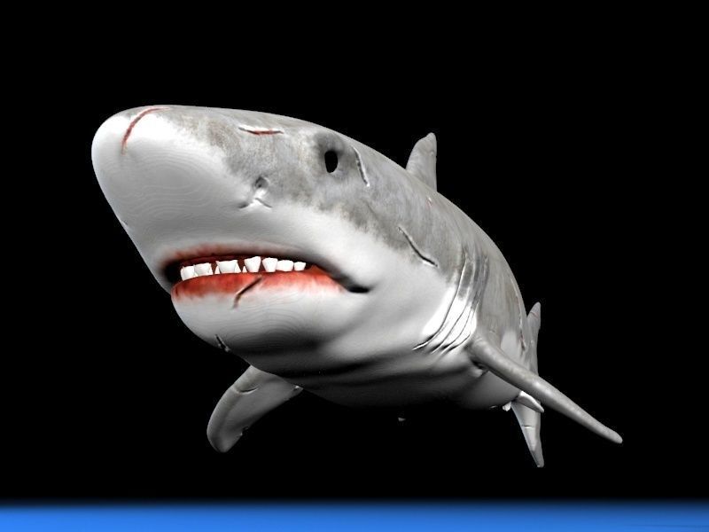 Great white shark  Low-poly 3D model_5