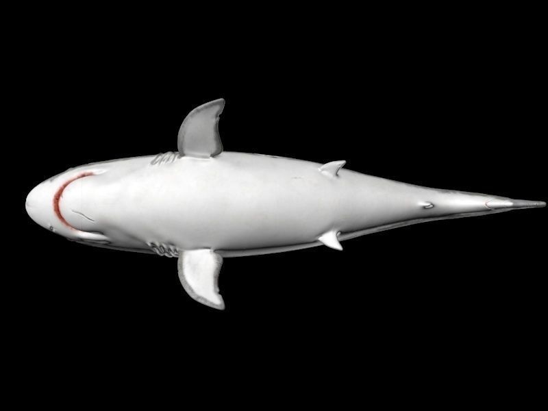 Great white shark  Low-poly 3D model_7