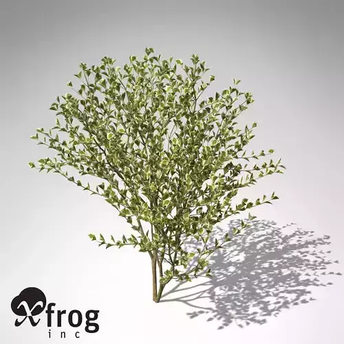 XfrogPlants Spindles 3D model