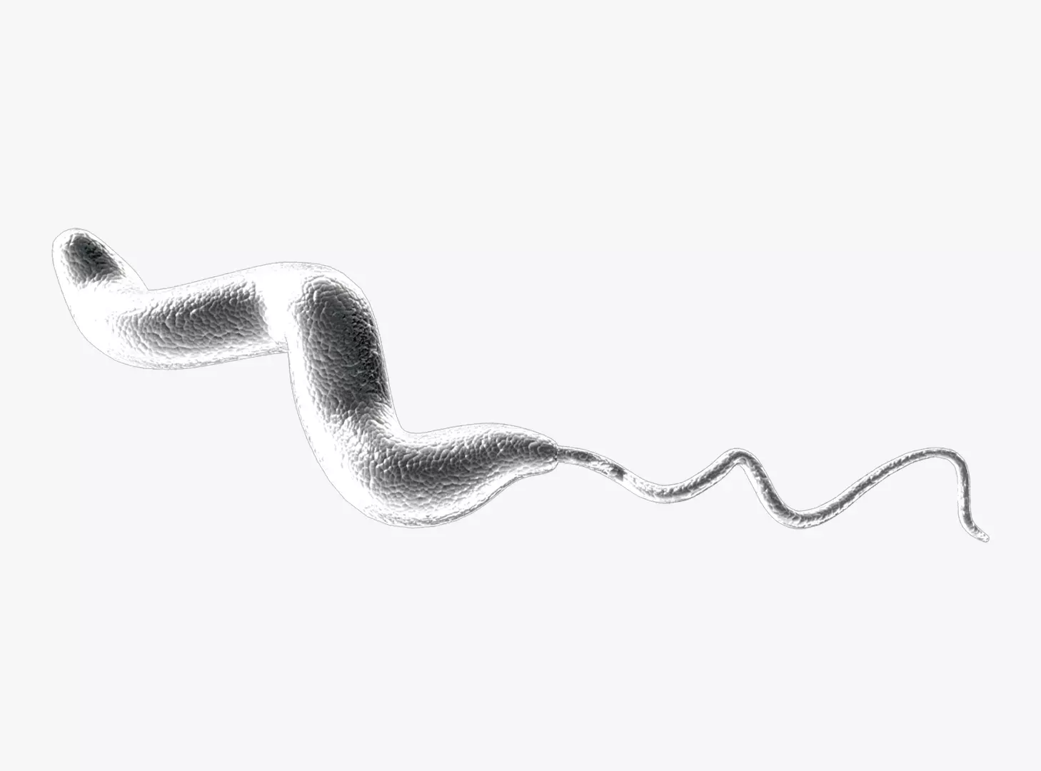 Diarrhea Campylobacter jejuni 3D model