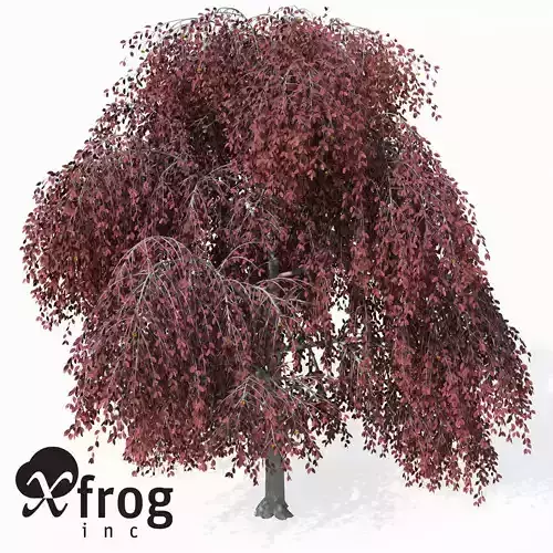 XfrogPlants Weeping European Beech 3D model