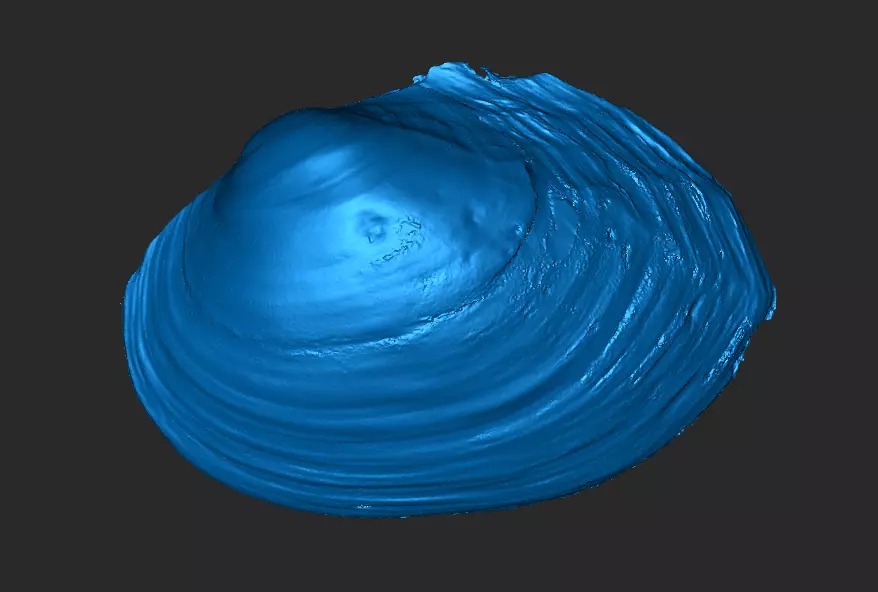 Sea Shell 3D model 3D printable | CGTrader