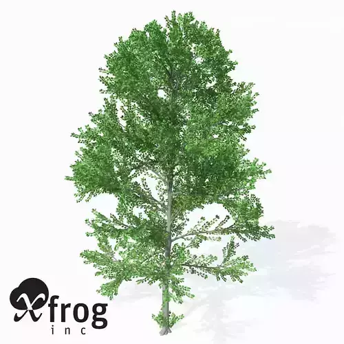 Xfrog Plants European Aspen 1