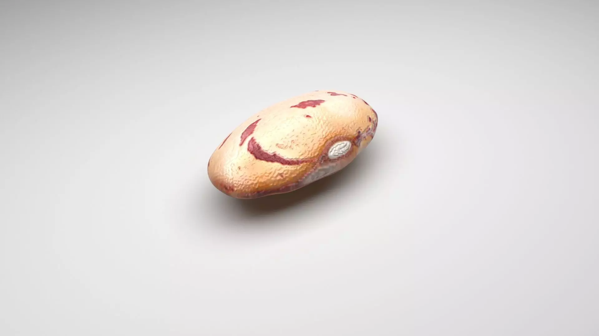 Cranberry Kidney Bean 3D model