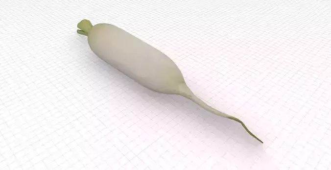 Daikon Radish Low-poly 3D model 6