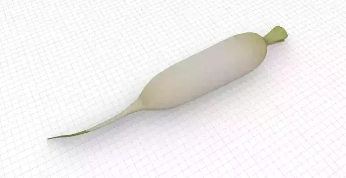 Daikon Radish Low-poly 3D model 3