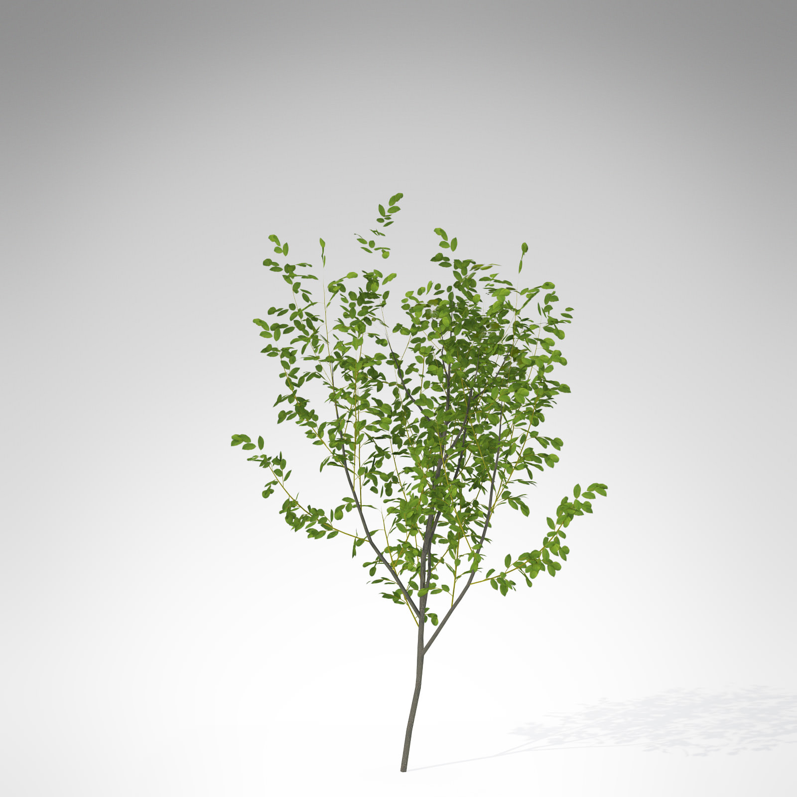 XfrogPlants European Buckthorn 3D model_2