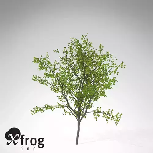 XfrogPlants European Buckthorn 3D model