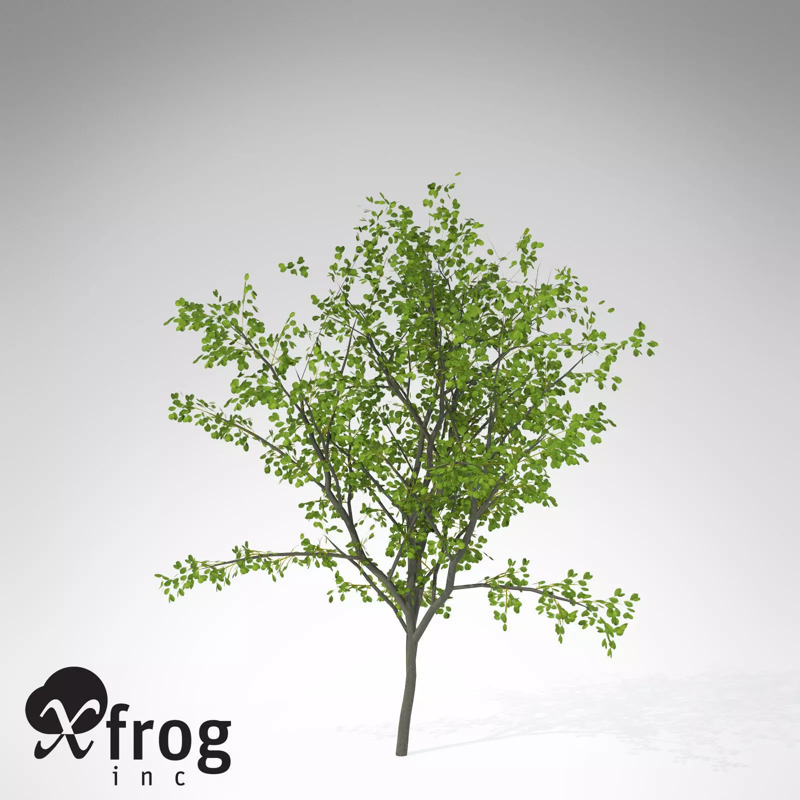 XfrogPlants European Buckthorn 3D model_0