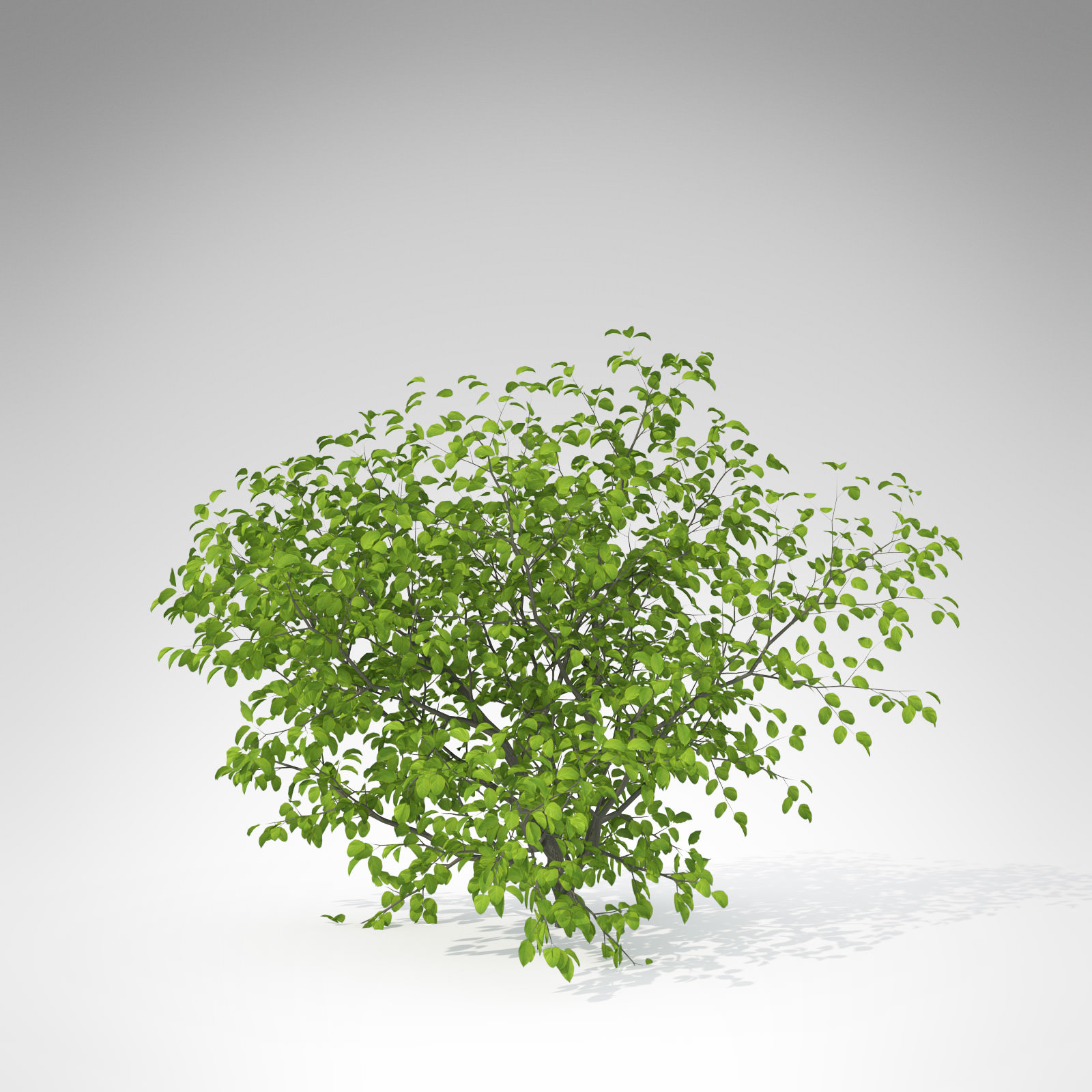 XfrogPlants European Buckthorn 3D model_1