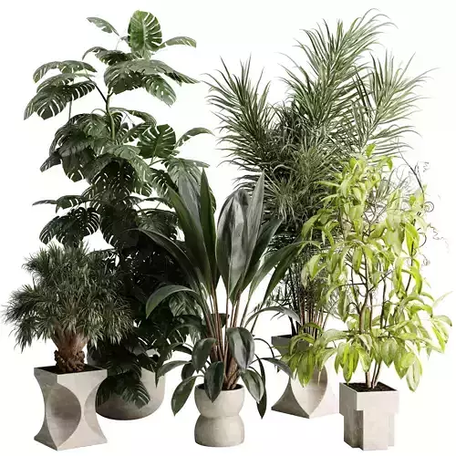 Tree palm Monstera deliciosa in a concrete Indoor plant set 719