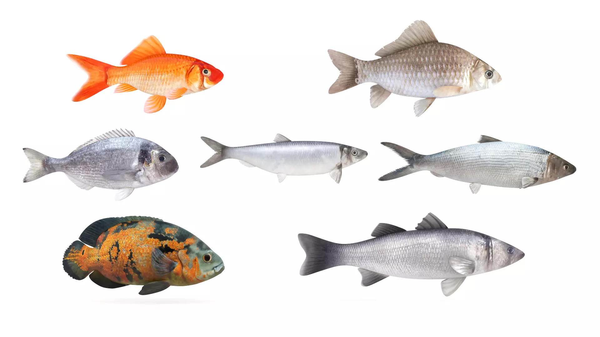 Fish Collection 3D model