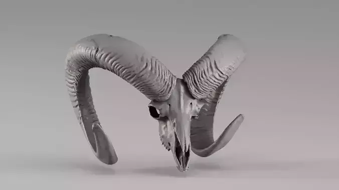 001714 Mouflon Skull Raw 3D Scan