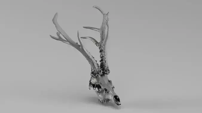 001715 Deer Skull with Tall Branched Antlers Raw 3D Scan