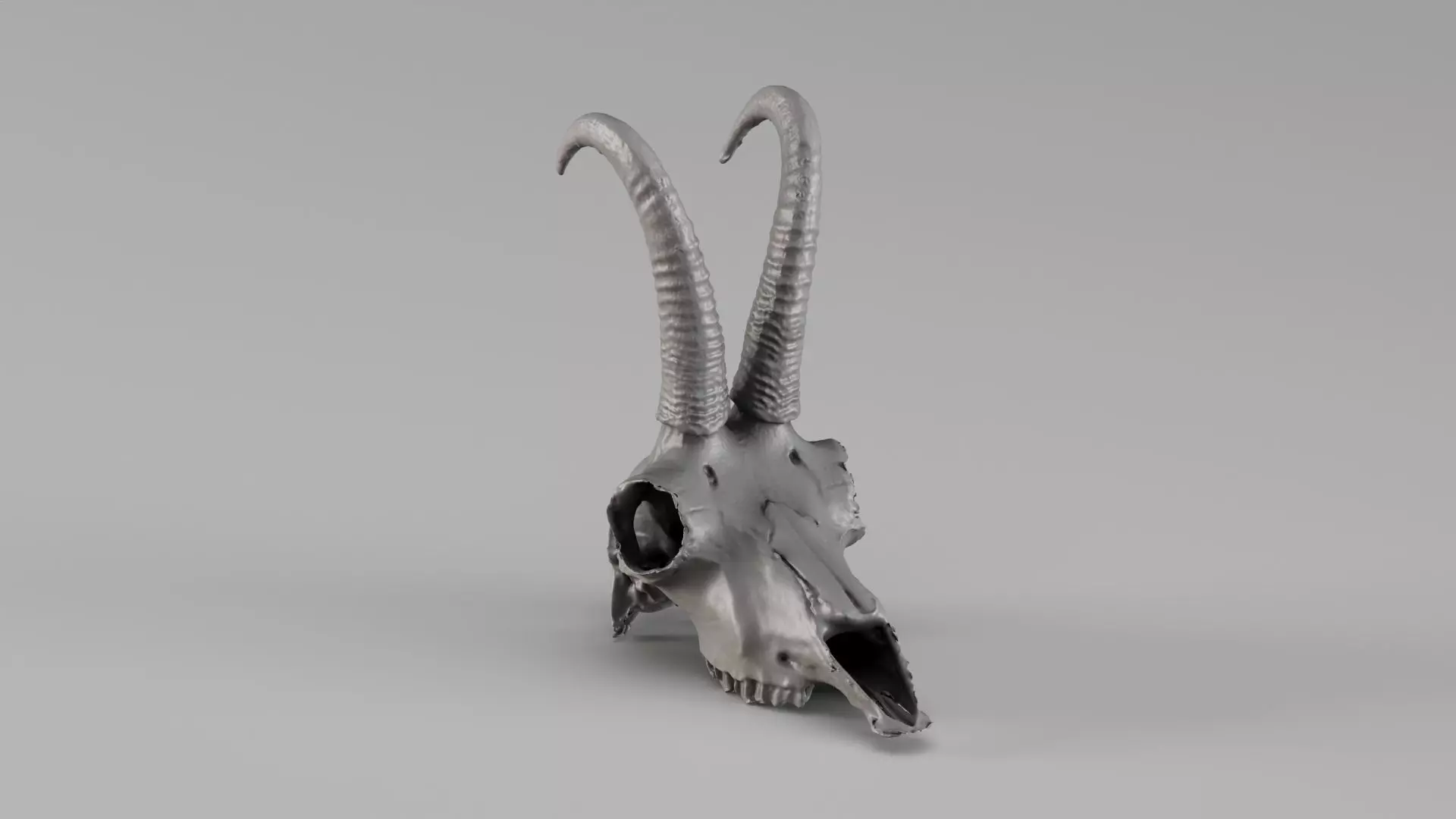 001716 Chamois Skull Raw 3D Scan 3D print model