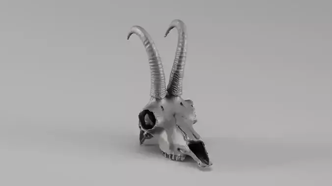 001716 Chamois Skull with Hooked Horns Raw 3D Scan