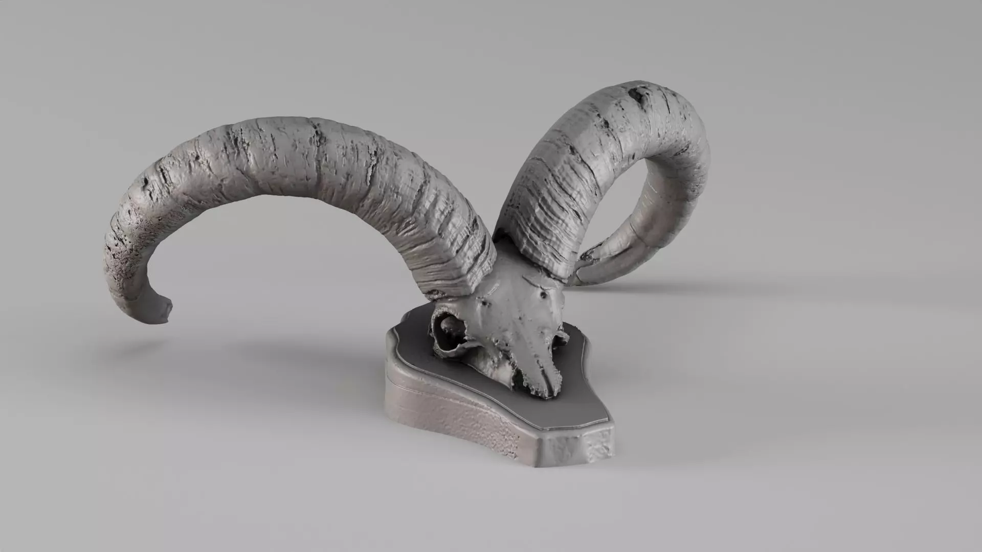 001718 Caucasian Tur Skull with Curved Horns Raw Scan 3D print model