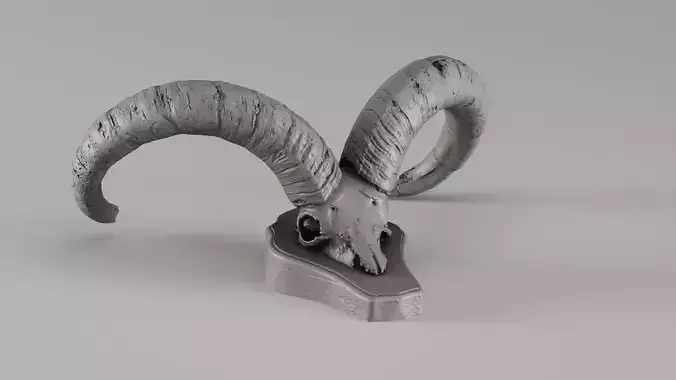 001718 Caucasian Tur Skull with Curved Horns Raw Scan