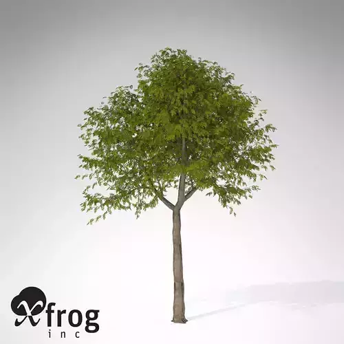 XfrogPlants Manna Ash