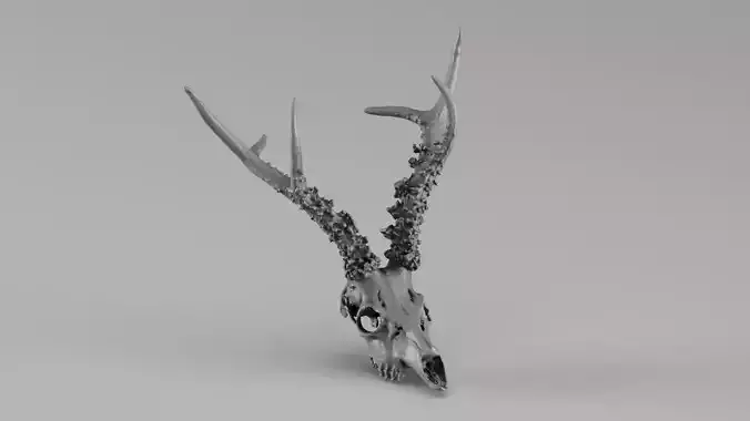001719 Siberian Roe Deer Skull Raw 3D Scan