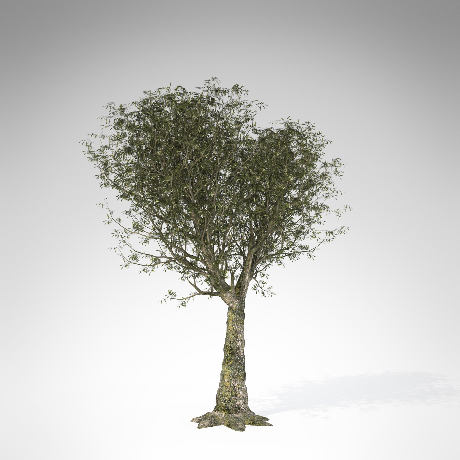 XfrogPlants Olive 3D model_1