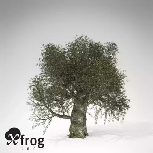 XfrogPlants Olive