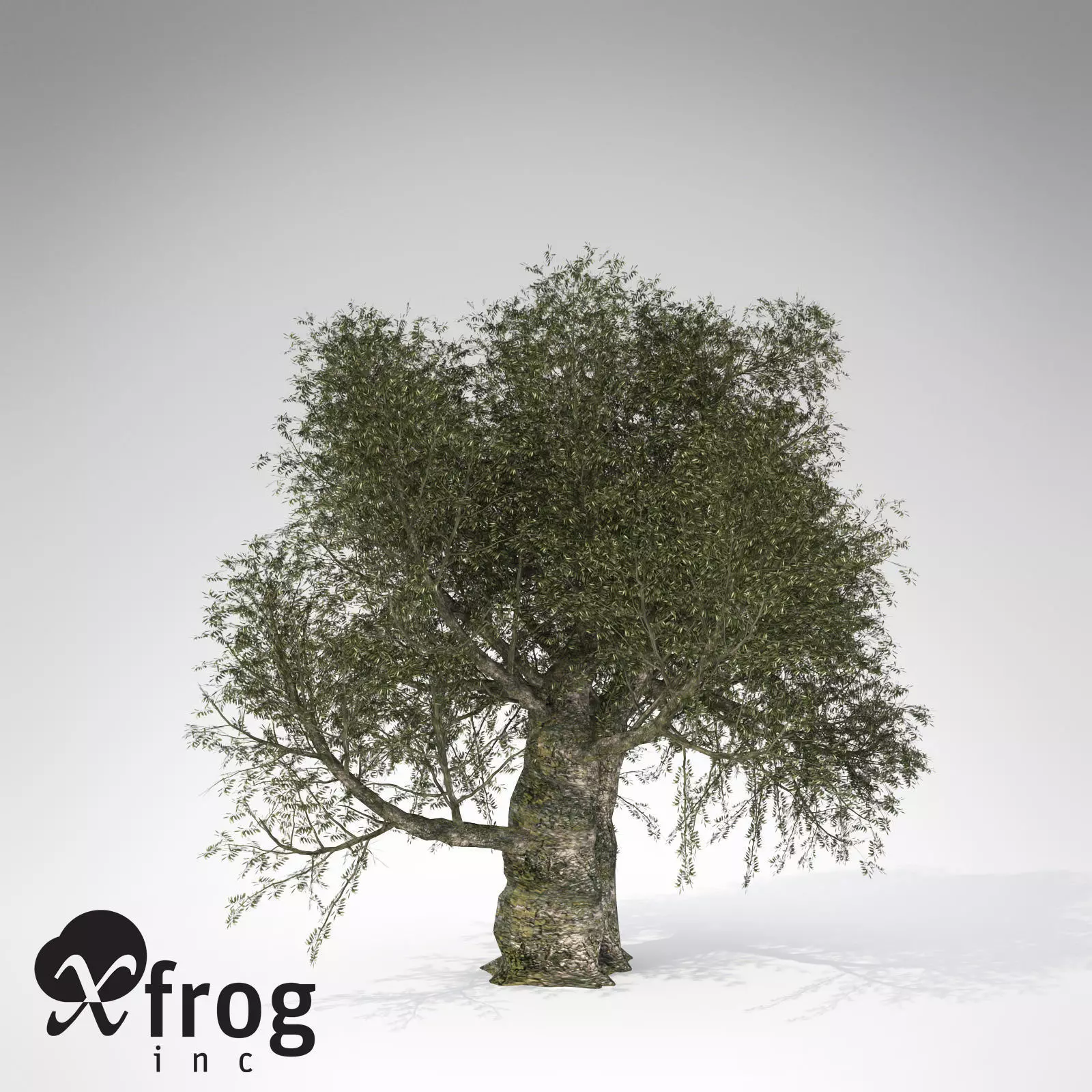 XfrogPlants Olive 3D model_0