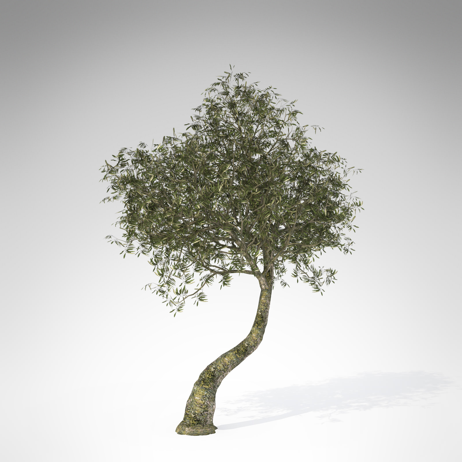 XfrogPlants Olive 3D model_2