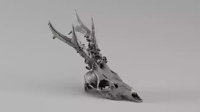 001722 European Roe Deer Skull Raw 3D Scan