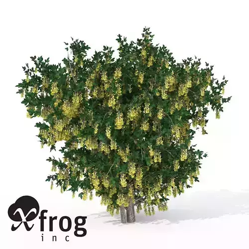 XfrogPlants Golden Chain
