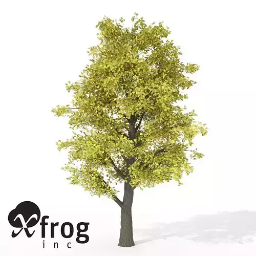 XfrogPlants Autumn Littleleaf Linden 3D model