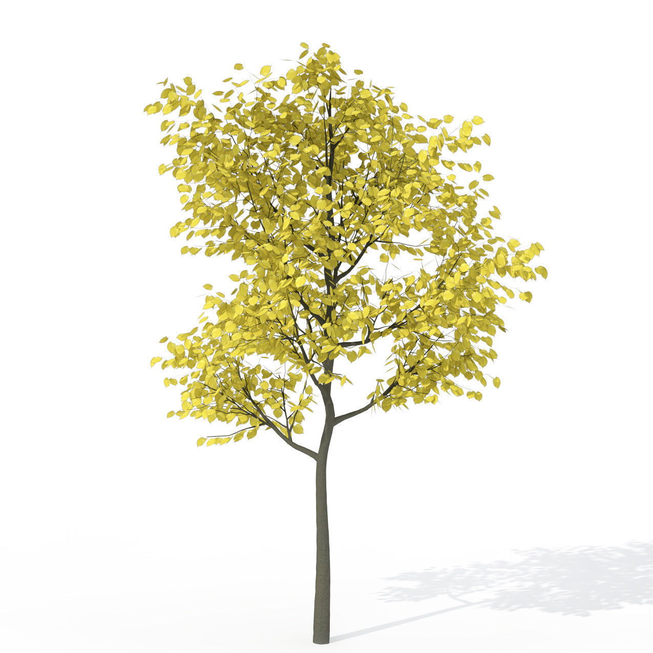 XfrogPlants Autumn Littleleaf Linden 3D model_1