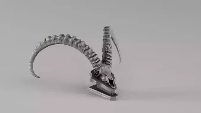 001723 Ibex Skull Raw 3D Scan
