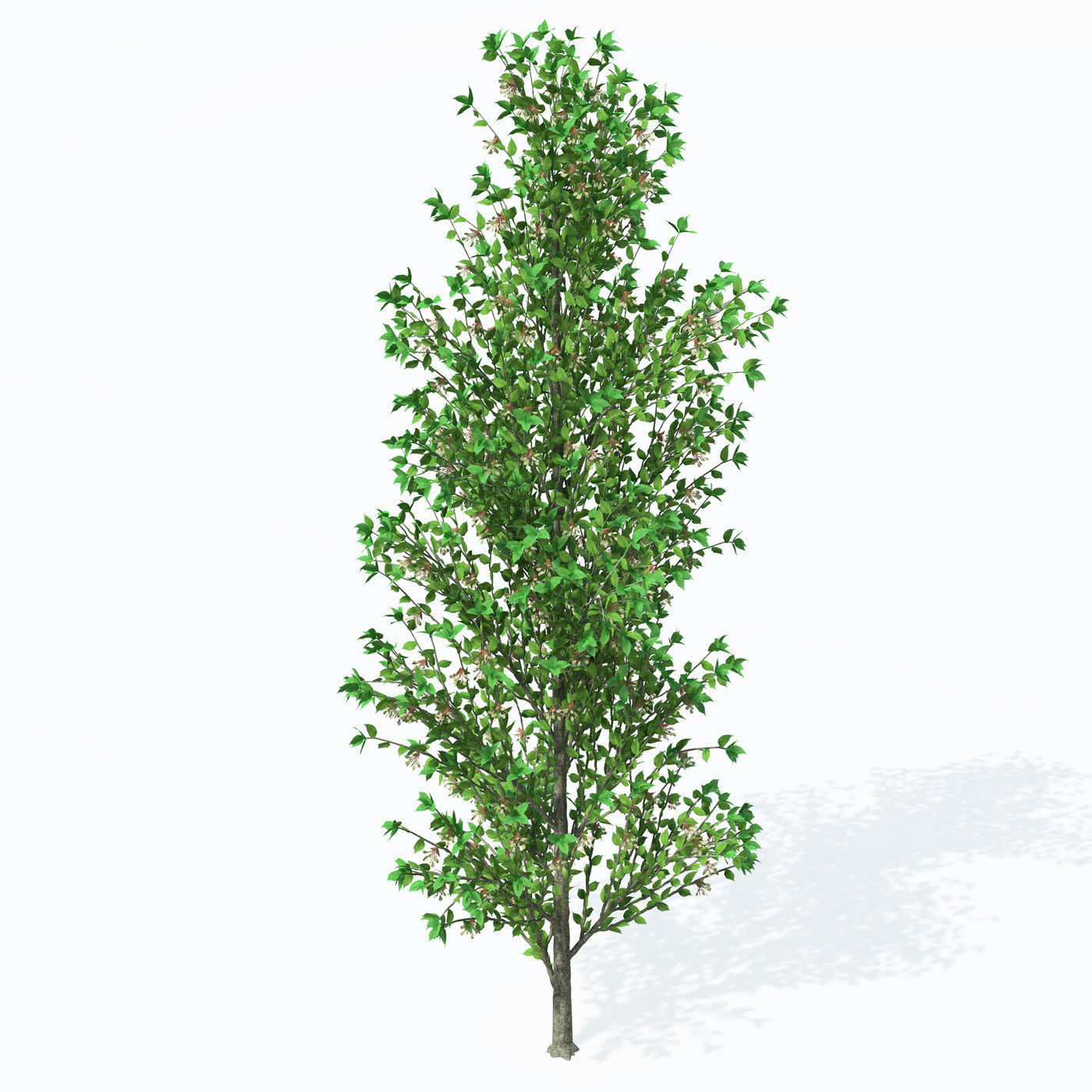 XfrogPlants European White Elm 3D model_1