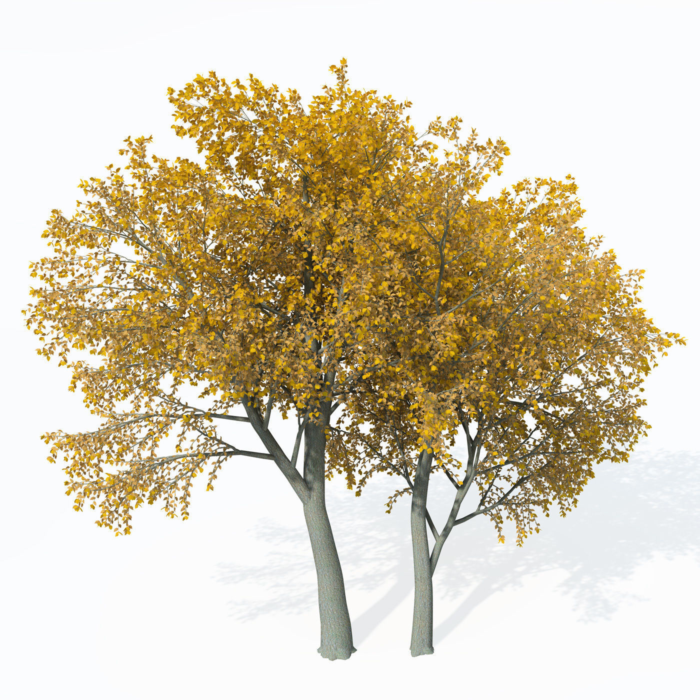 XfrogPlants European White Elm 3D model_5