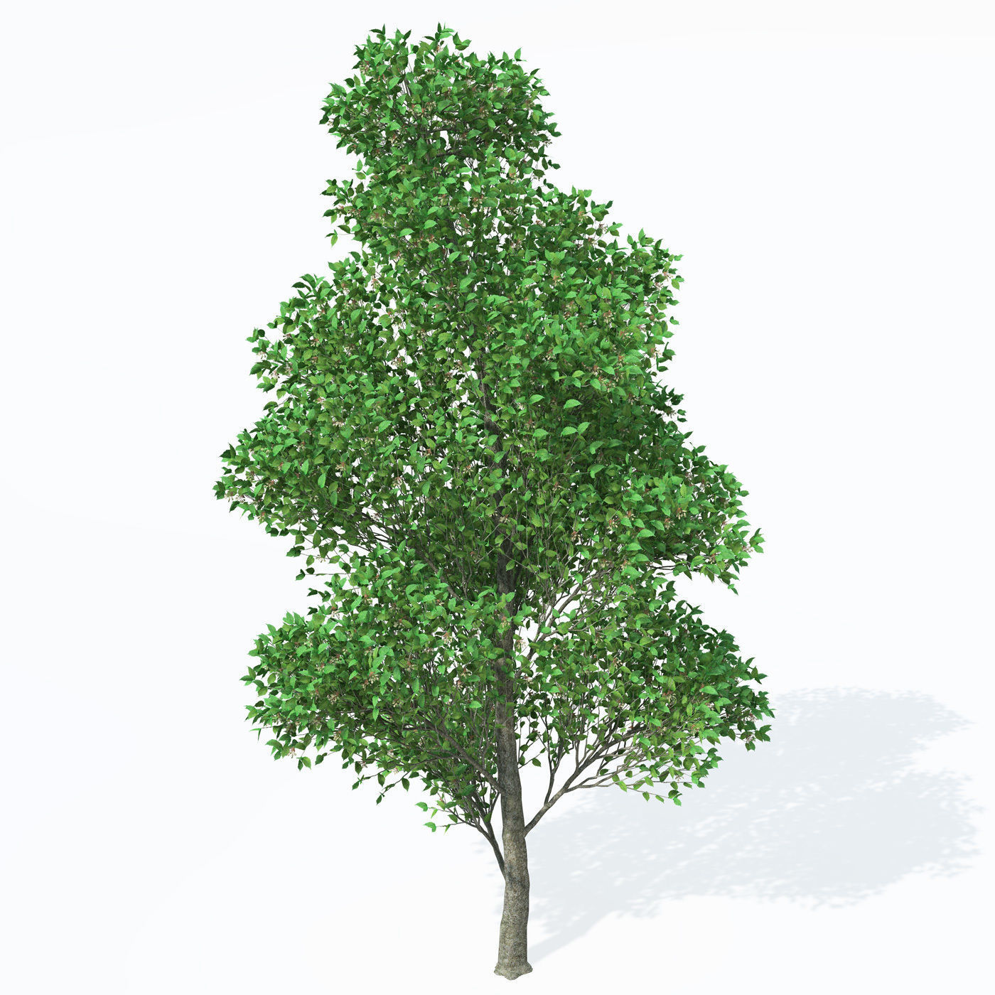 XfrogPlants European White Elm 3D model_3
