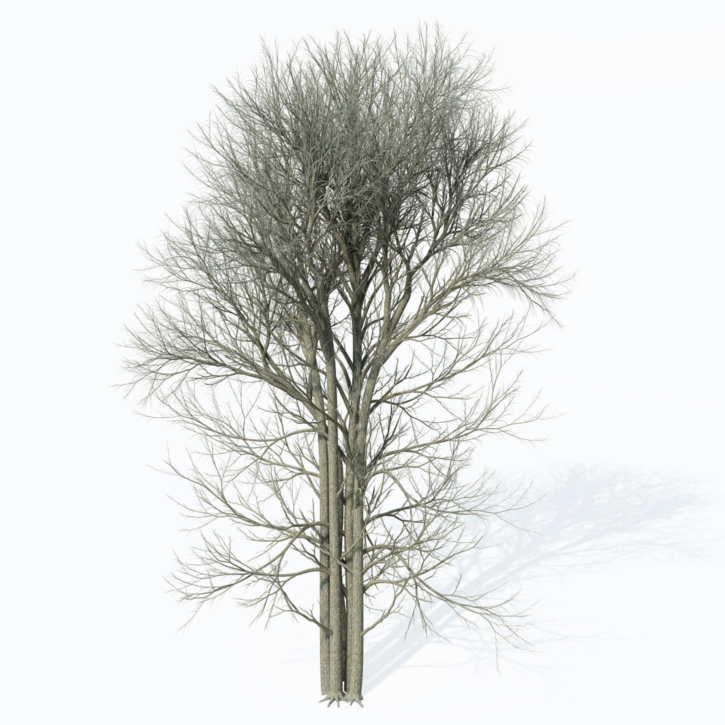 XfrogPlants European White Elm 3D model_7