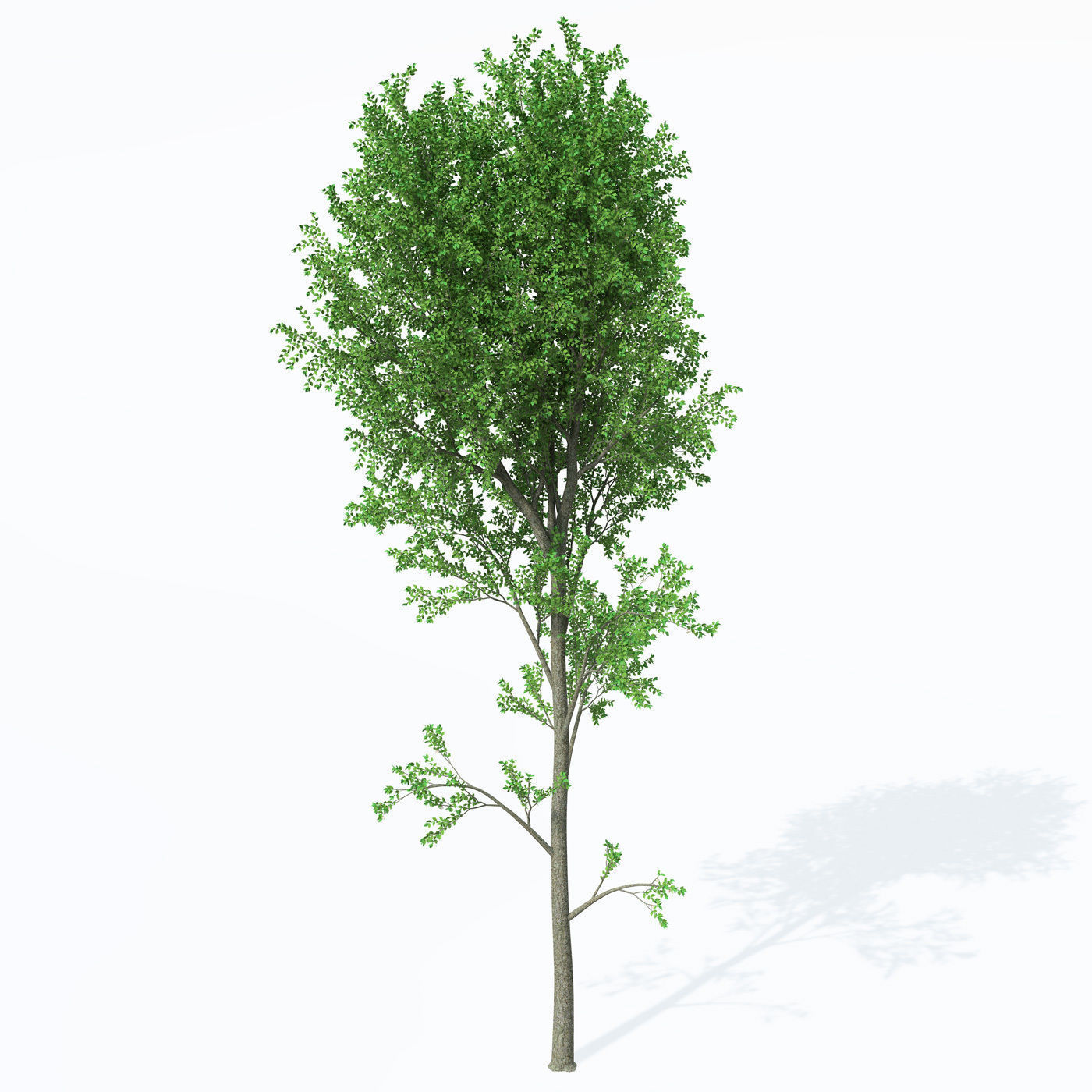 XfrogPlants European White Elm 3D model_6
