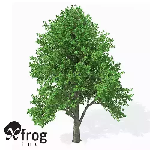 XfrogPlants European White Elm