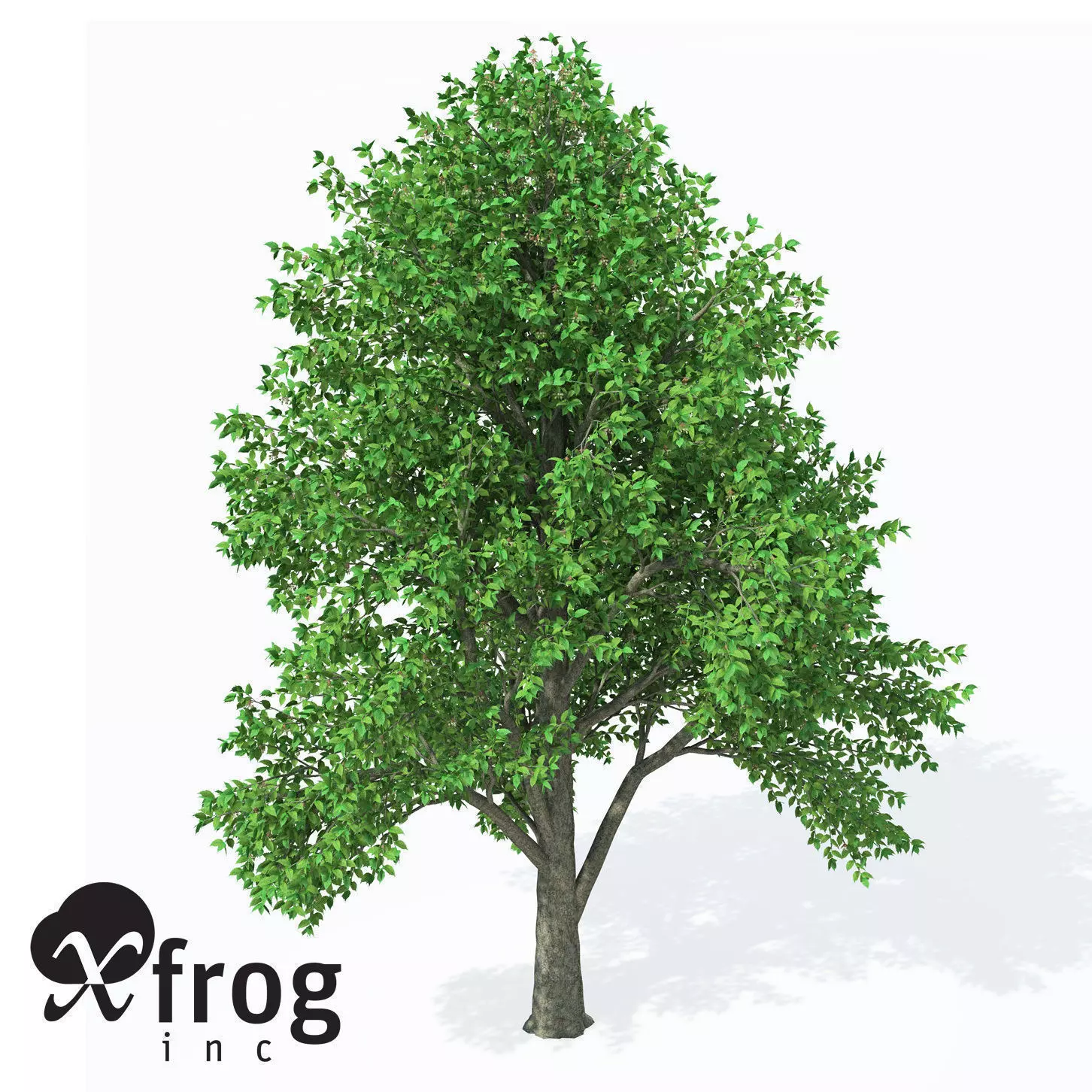 XfrogPlants European White Elm 3D model_0
