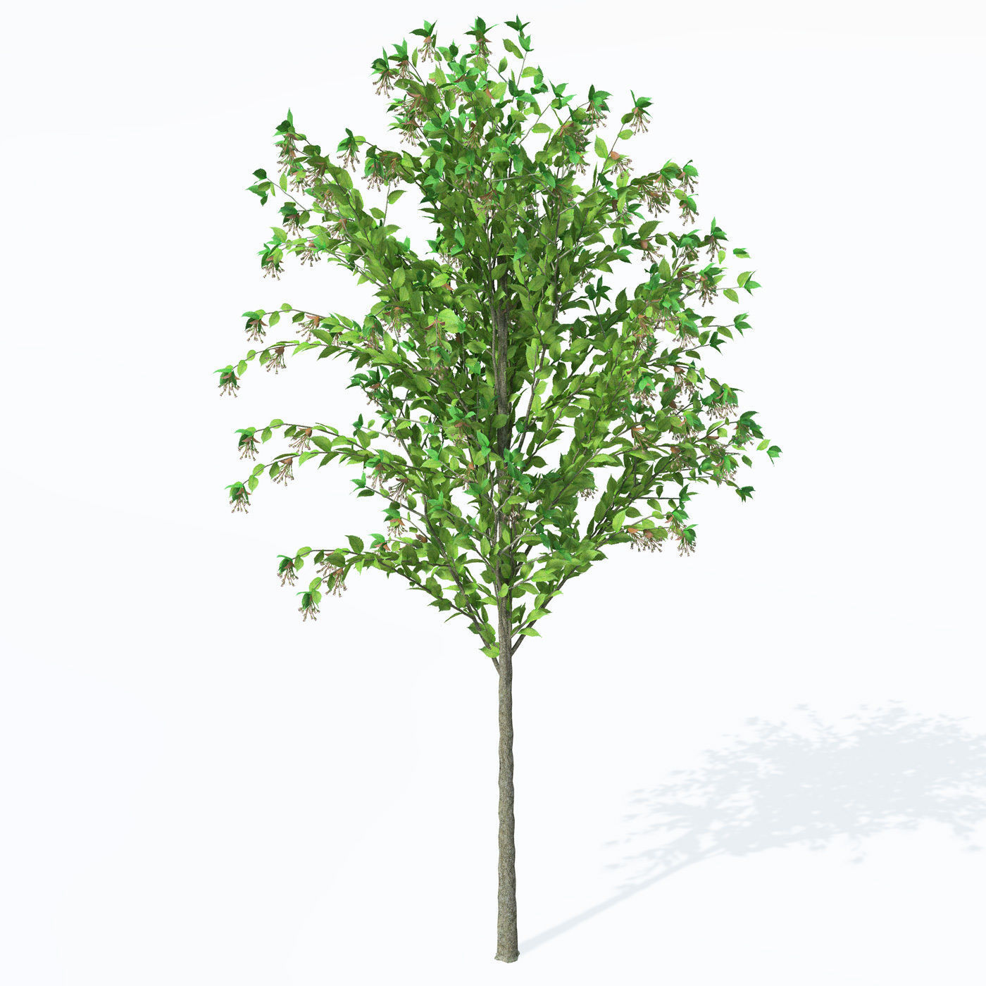 XfrogPlants European White Elm 3D model_2