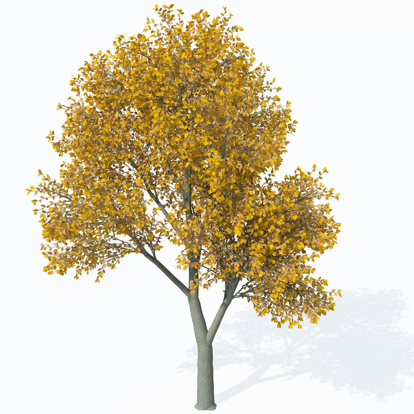 XfrogPlants European White Elm 3D model_4