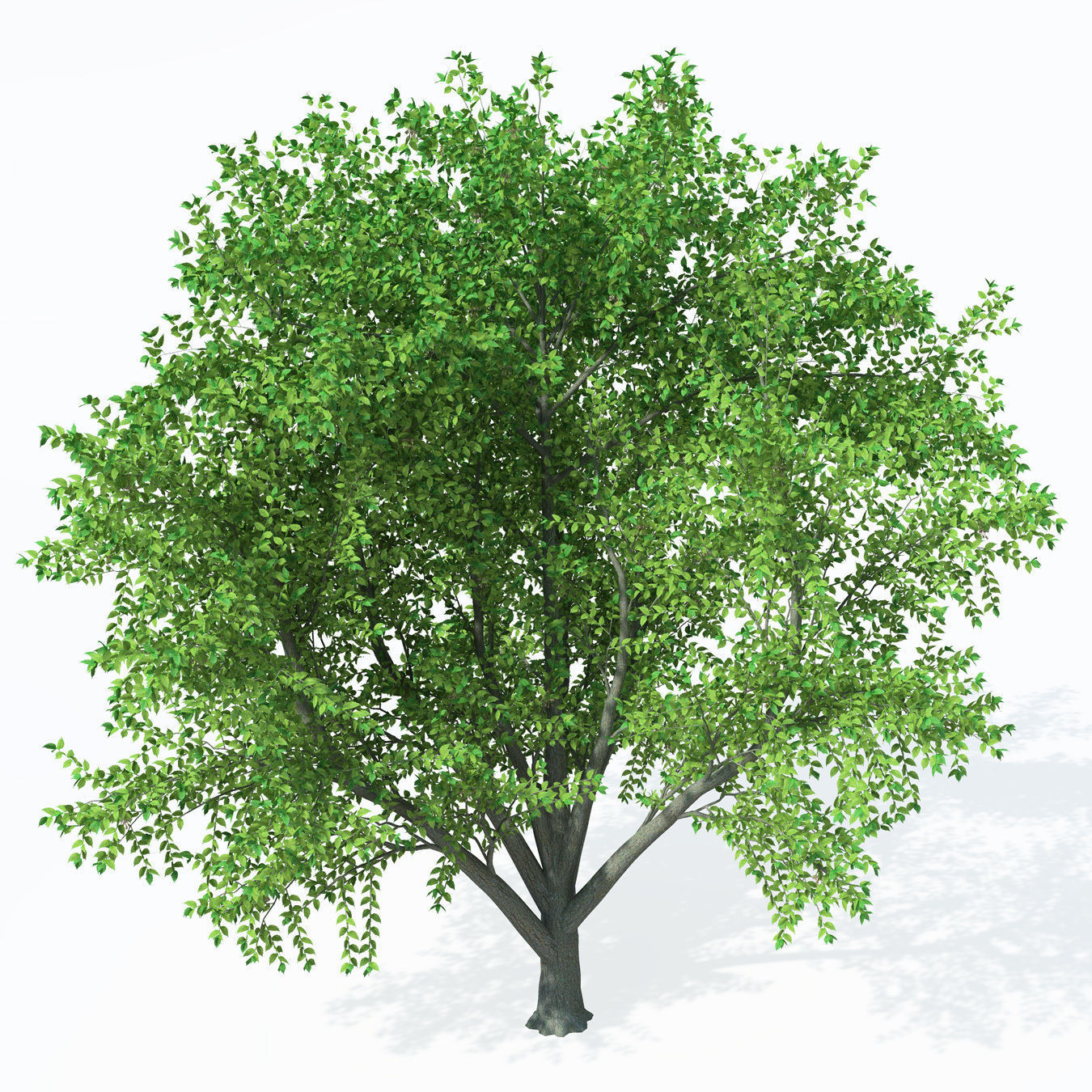 XfrogPlants European White Elm 3D model_8