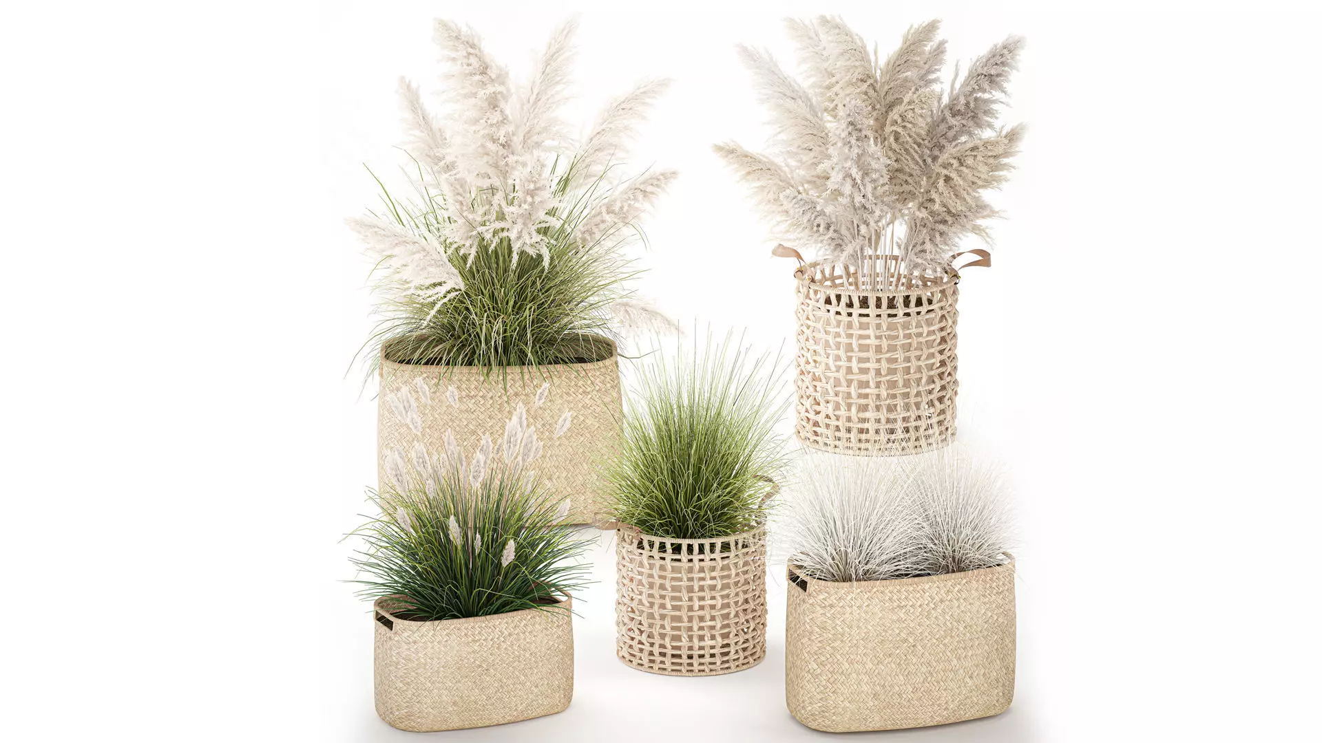 Plants white wicker baskets pampas grass reeds set 3D model