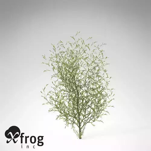 XfrogPlants Purple Willow