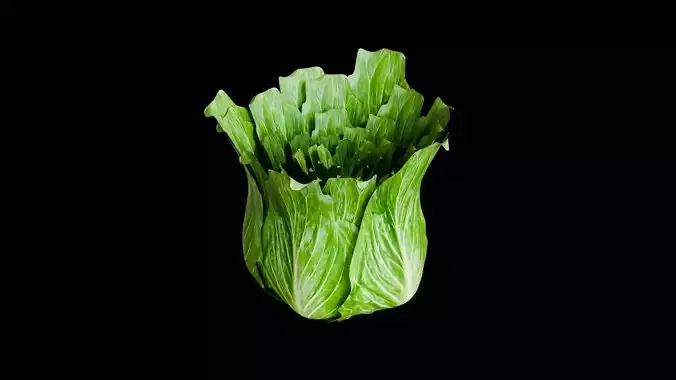 3D modeling vegetable lettuce Low-poly 3D model
