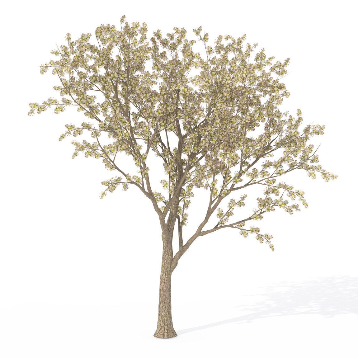 XfrogPlants Pear Tree 3D model_1